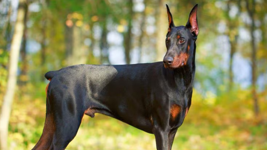 Doberman