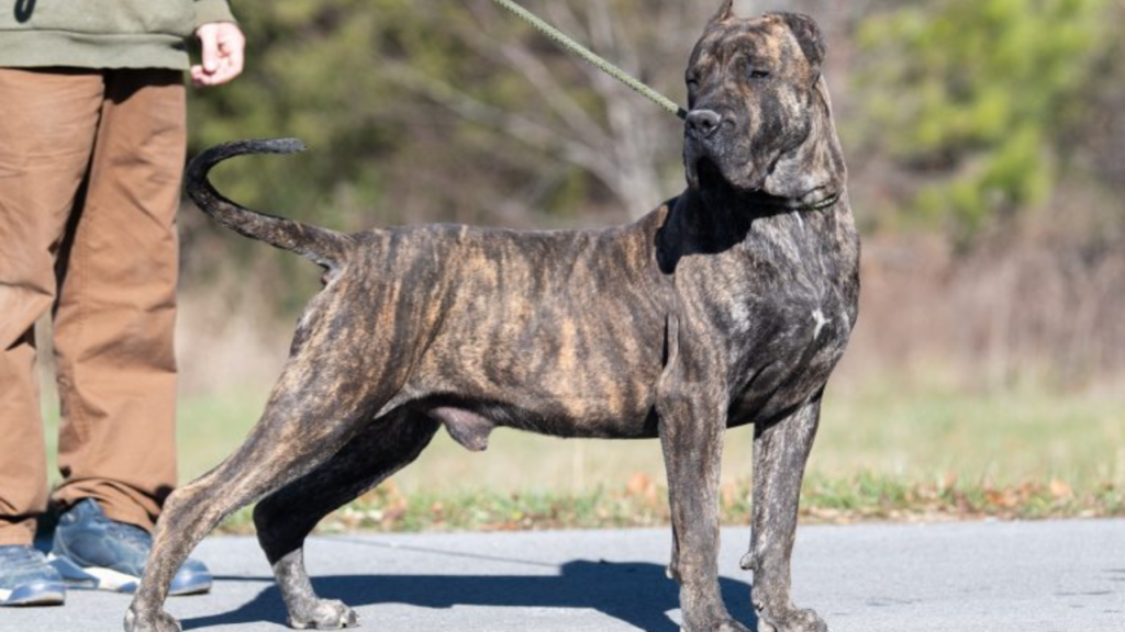 Presa Canario