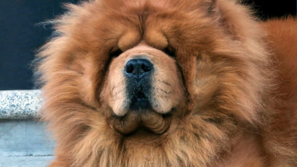 Chow Chow