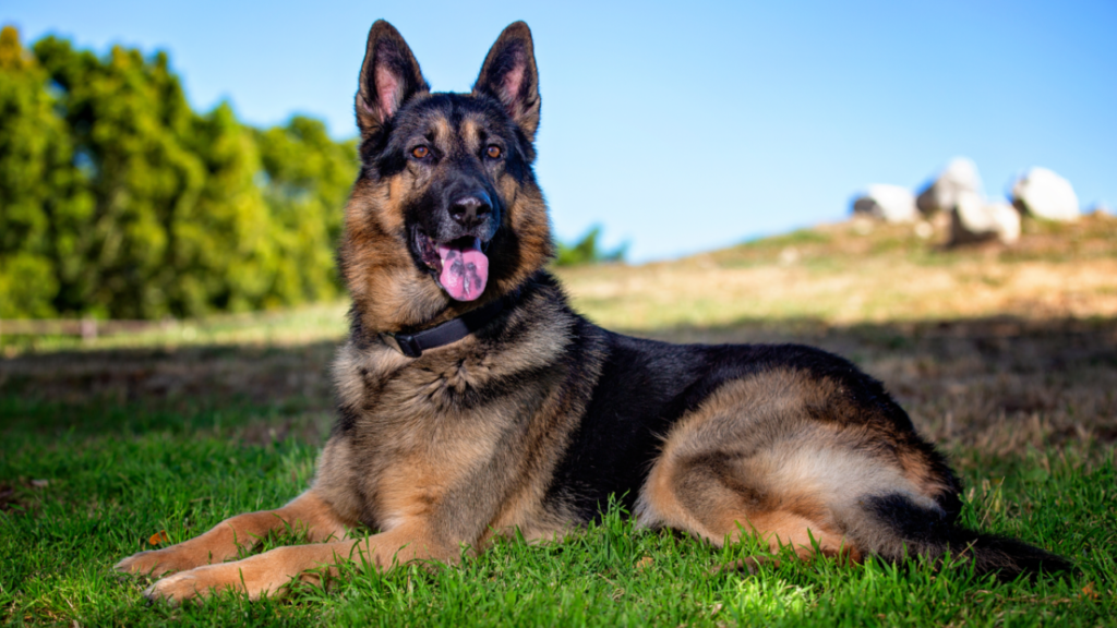 German Shepherds