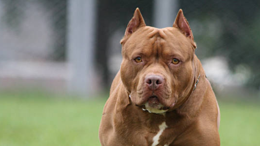 Pit Bull