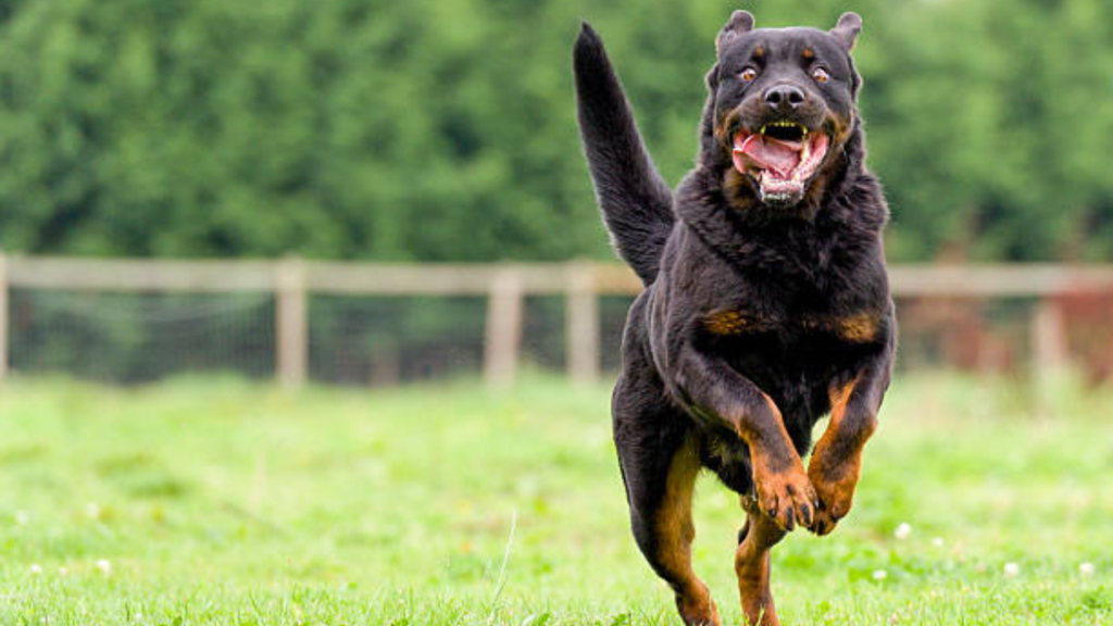 Rottweiler