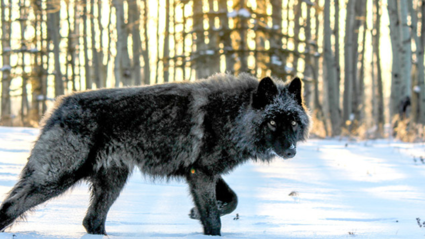 Wolfdog